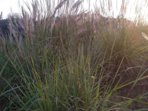 éݼĹЧ éݼο̵дѪ