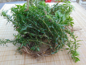 ë�������Щ��Ч ë����ε�����ʹ