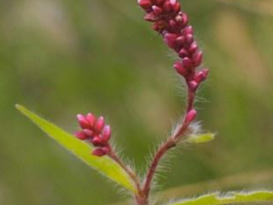 ëޤ����Щ��Ч ëޤ��Ӹ�׾������