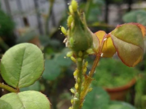 ������ɢ����Щ��Ч ������ɢ�����ʺ�һ����֤