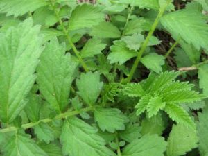 ëҩ����Щ��Ч ëҩ�ο�Ȯҧ��