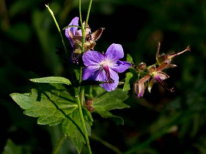 ë�����ٲݵĹ�Ч ë�����ٲ��η纮ʪ��