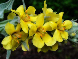 ë�ﻨ�Ĺ�Ч���� ë�ﻨ��������β��