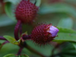 ë������Щ��Ч ë�������˳�Ѫ