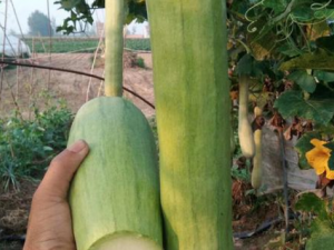 ���ϵ�Ӫ����ֵ ����ʳ�ÿ��ϵĺô�