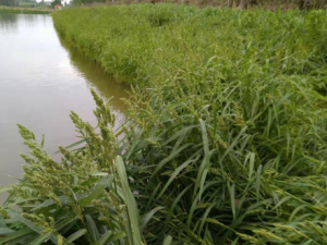 âС�ײݵĹ�Ч���� âС�ײ����Ƚⶾ���ʺ���ʹ