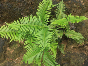 âݽ�Ǹ�����Щ��Ч âݽ�Ǹ���ʪ������