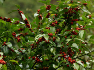 �������ӵĹ�Ч���� ������������ֹк�γ��׸�к