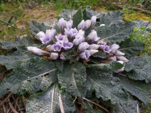 �����Ѹ��Ĺ�Ч �����Ѹ���θʹ