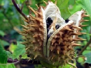 ������������Щ��Ч ���������ε�������