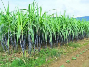 ����ű��伸�컹�ܳ��� �����ʳ�ý���