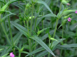 ��ƿ�ݵĹ�Ч���� ��ƿ�������Ϳ���