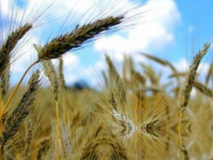 ��ū����Щ��Ч ��ū�������¶�