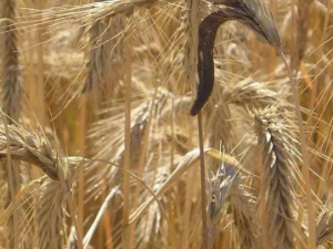 �������Щ��Ч ������ӹ���Ѫ