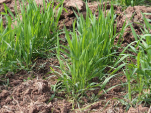 ���������Щ��Ч �������Ƥ������