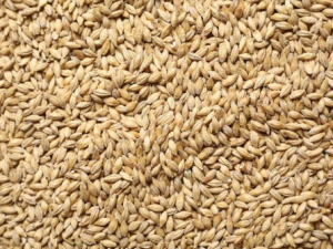 ��ѿ����Щ��Ч ��ѿ�β����й���