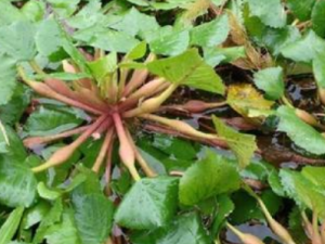 Ұ������Щ��Ч Ұ����ʳ��Ƣ��θ