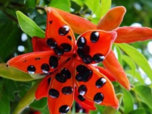 ƻ�ŵĹ�Ч���� ƻ�ſ����Ƚⶾֹ��