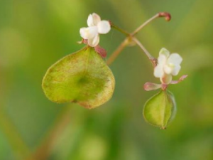 ������Ĺ�Ч �����������ʽ���