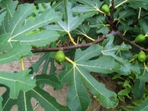 �޻���Ҷ��ô��ˮ���� �޻���Ҷ��ˮע������