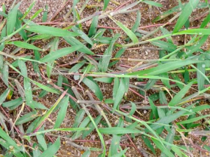 ��������Щ��Ч ���ƿ���Ŀ���