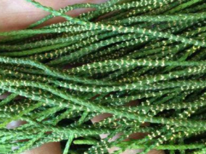 ��βǧ��ݵĹ�Ч ��βǧ����ε�������