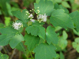 βĹЧ βС˷緢ȼ