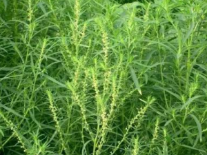 �ط�������Ĺ�Ч �ط�����������������ʢ