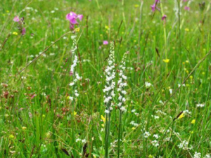 ����������Щ��Ч ����������������