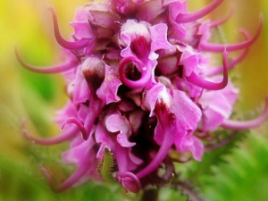 ����������Щ���� �������δ��񮼲