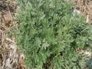 ��Ƽ�ط�������Щ��Ч ��Ƽ�ط������η纮��ݡ����