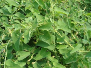 ����������Щ��Ч �������ξ�ˮ����������