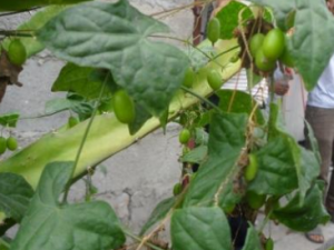 ��������Щ��Ч ������Ӹ������