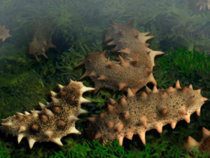 �����ʺ���Щ��Ⱥ ���ε�ʳ�÷���