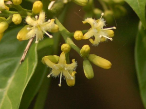 ����ľ�Ĺ�Ч ����ľ��С������