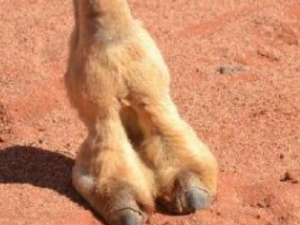 ����֬����Щ��Ч ����֬�����ͷ��������