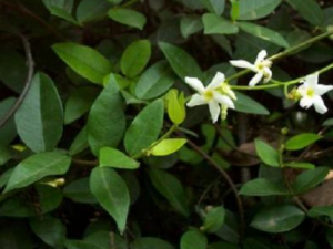 ��ʯ�ٵĹ�Ч ��ʯ���ιؽ���