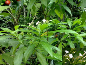 ܽľЩЧ ܽľθðͷʹ