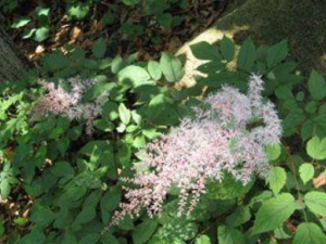 ���¸�������Щ��Ч ���¸��������˹���