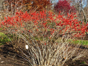 ��˪��Ĺ�Ч ��˪���δ�������