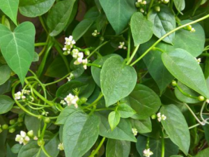 �������Щ��Ч ����ξ�����Ѫ