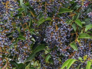 Ů���ӵĽ�����ʲô  Ů���ӵ�ʳ�÷���