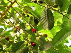 �ݻ��Ĺ�Ч �ݻ��ην��