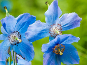 ����������Щ��Ч ��������θ������