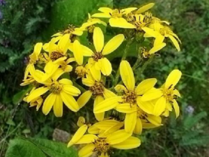 ��Ҷ����Ĺ�Ч���� ��Ҷ�����η纮����