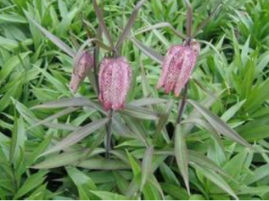 ��Ҷ��ĸ����Щ��Ч ��Ҷ��ĸ���Ȳ��˽�