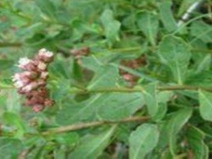 ��Ϭ�Ĺ�Ч���� ��Ϭ�ΰ���