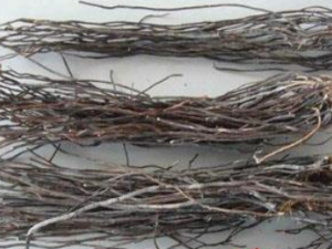 ��̥��Ӧ��Ĺ�Ч ��̥��Ӧ�����������й