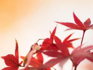 ��ʹɢ�Ĺ�Ч���� ��ʹɢ������θʹ