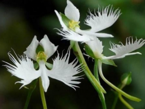 ���������Щ��Ч ������ε�������